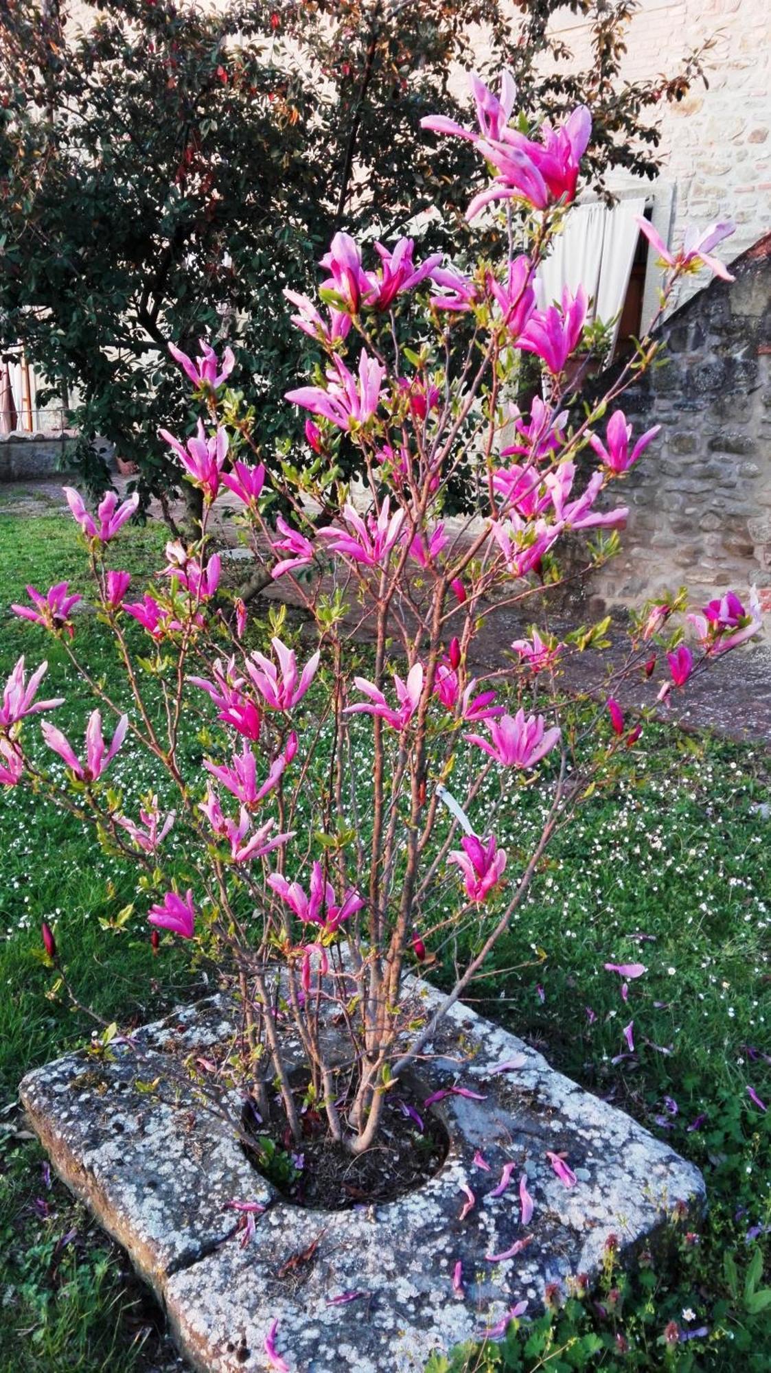 Apartamento Il Gelso Cortona Exterior foto